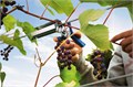 RAPID R:Plier LIG 150 Vine, профессиональный кольцевой плайер для травмобезопасного крепления растений (40107753) 0009303622